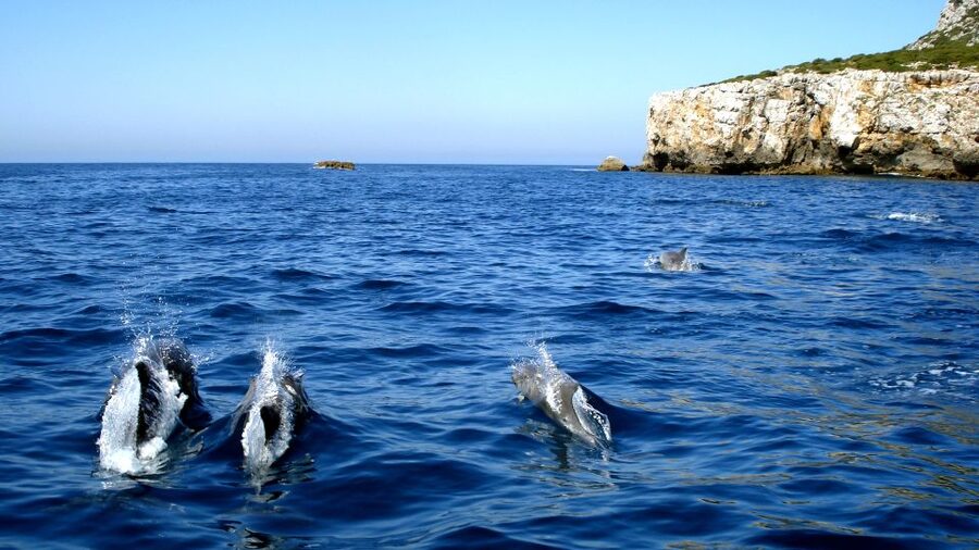 Lisbon: Arrábida Natural Park Dolphin Watching Boat Tour - Reaching Sesimbra from central Lisbon