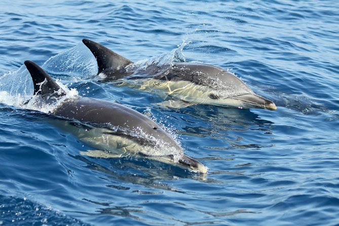 Lisbon: Dolphin Watching with a Marine Biologist - Ocean Safari - The Tagus Estuary turns sightseeing into a wildlife search