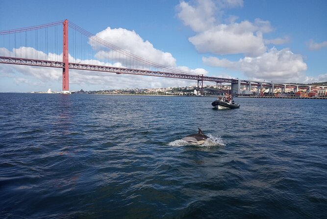 Lisbon: Dolphin Watching with a Marine Biologist - Ocean Safari - What you might see beyond dolphins