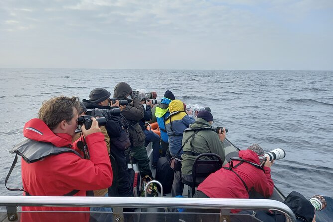 Lisbon: Dolphin Watching with a Marine Biologist - Ocean Safari - Is $62.88 a fair price for three hours?