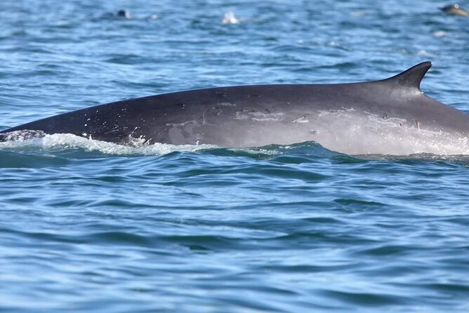 Lisbon: Dolphin Watching with a Marine Biologist - Ocean Safari - Who will enjoy this Lisbon ocean safari most?