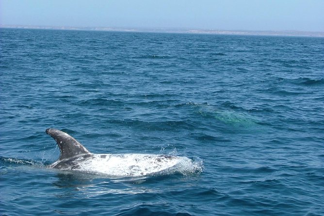 Lisbon: Dolphin Watching with a Marine Biologist - Ocean Safari - Practical booking advice for a smooth morning