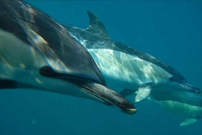 Lisbon: Dolphin Watching with a Marine Biologist - Ocean Safari - Reaching Farol do Bugio and the open Atlantic