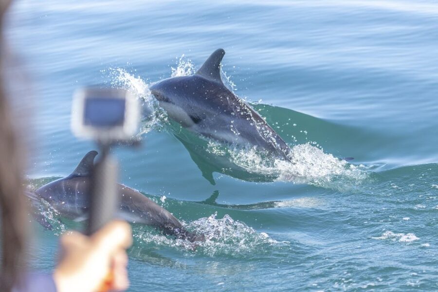 Lisbon: Dolphin Watching with Marine Biologist - Key points at a glance