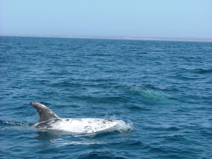 Lisbon: Dolphin Watching with Marine Biologist - Who should book this boat trip
