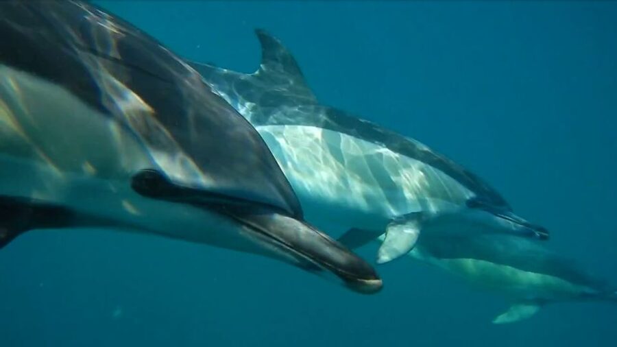 Lisbon: Dolphin Watching with Marine Biologist - Why this Lisbon dolphin trip feels different