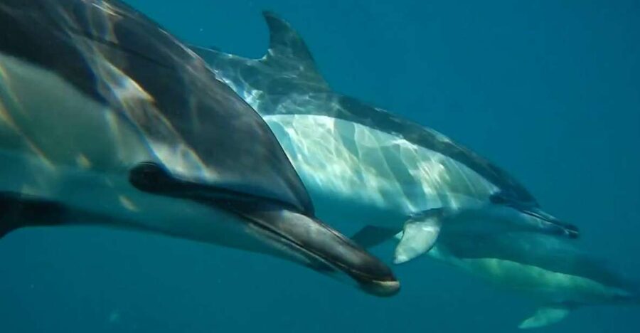 Lisbon: Dolphin Watching with Marine Biologist - Racing down the Tagus River