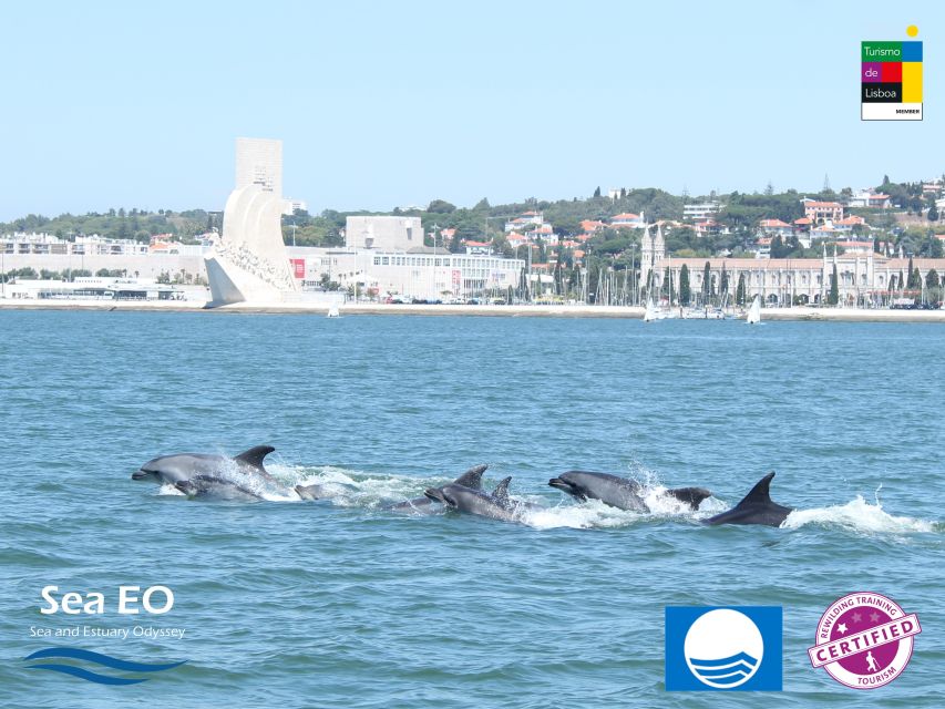 Lisbon: Dolphin Watching with Marine Biologist - Looking for dolphins near Lisbon