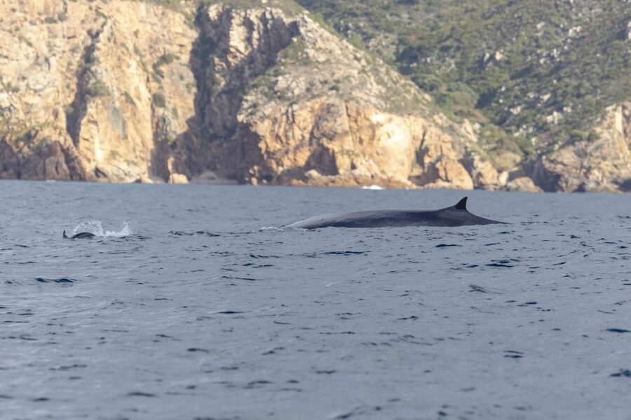 Lisbon: Dolphin Watching with Marine Biologist - The wildlife beyond dolphins