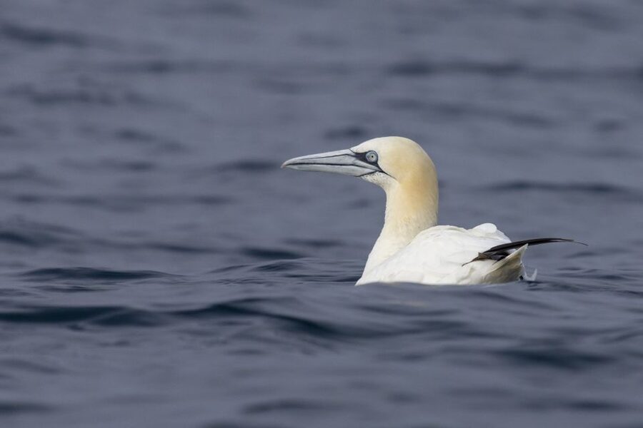 Lisbon: Dolphin Watching with Marine Biologist - Bugio Lighthouse and the open Atlantic