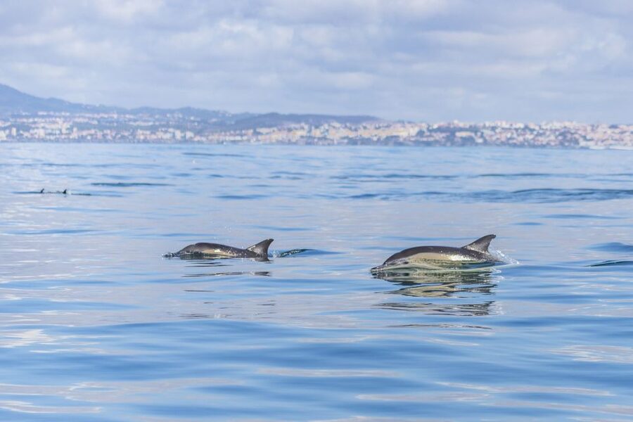 Lisbon: Dolphin Watching with Marine Biologist - Returning past Belém’s monuments