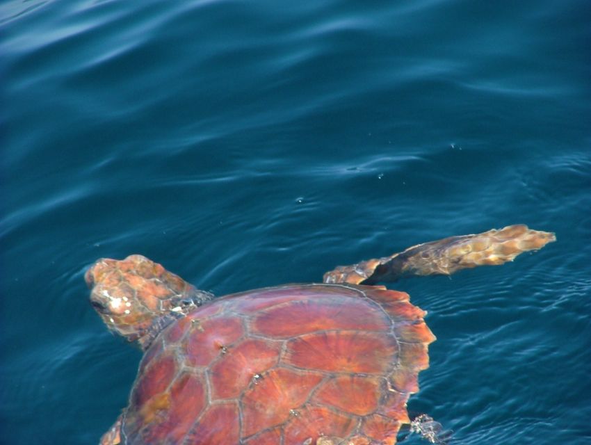 Lisbon: Dolphin Watching with Marine Biologist - What the $76 price really covers