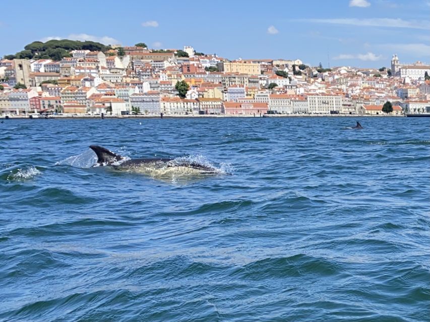 Lisbon: Dolphin Watching with Marine Biologist - Small Group - Should you book the Lisbon dolphin tour?