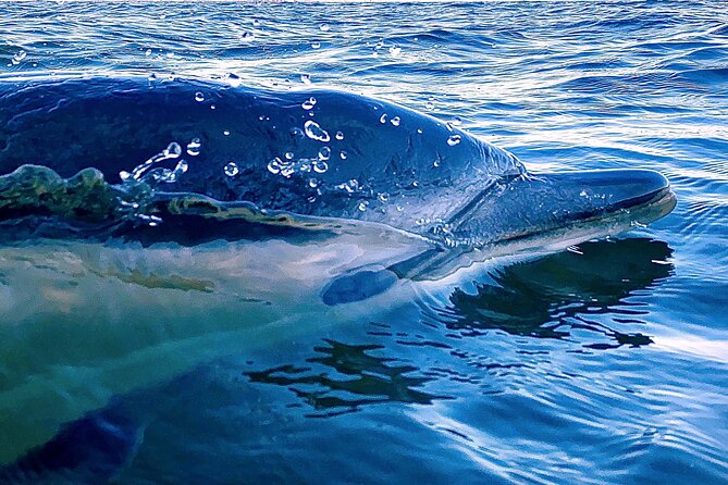 Lisbon: Dolphin Watching with Marine Biologist - Small Group - What the three-hour itinerary feels like