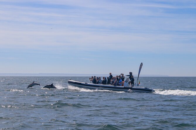 Lisbon: Dolphin Watching with Marine Biologist - Small Group - Why the research connection matters