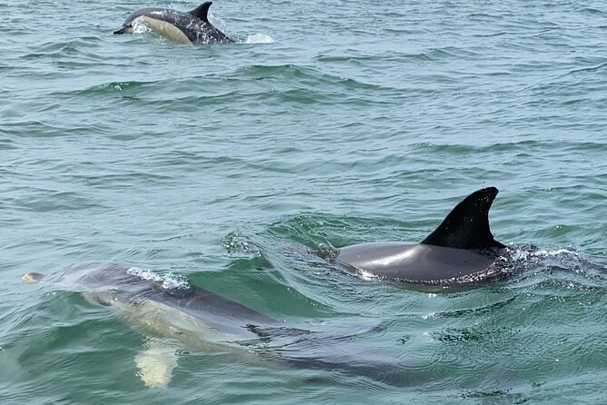 Lisbon: Dolphin Watching with Marine Biologist - Small Group - Lisbon views on the return journey