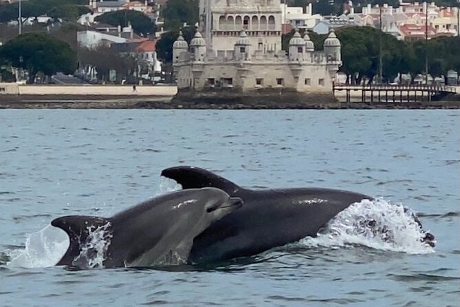 Lisbon: Dolphin Watching with Marine Biologist - Small Group - What you receive for $61