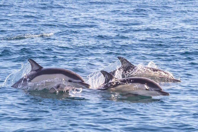 Lisbon: Dolphin Watching with Marine Biologist - Small Group - Who will enjoy this trip most