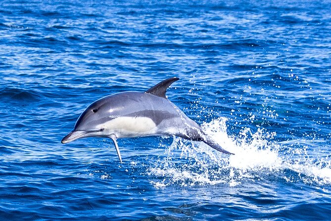 Lisbon: Dolphin Watching with Marine Biologist - Small Group - Searching for dolphins with a marine biologist