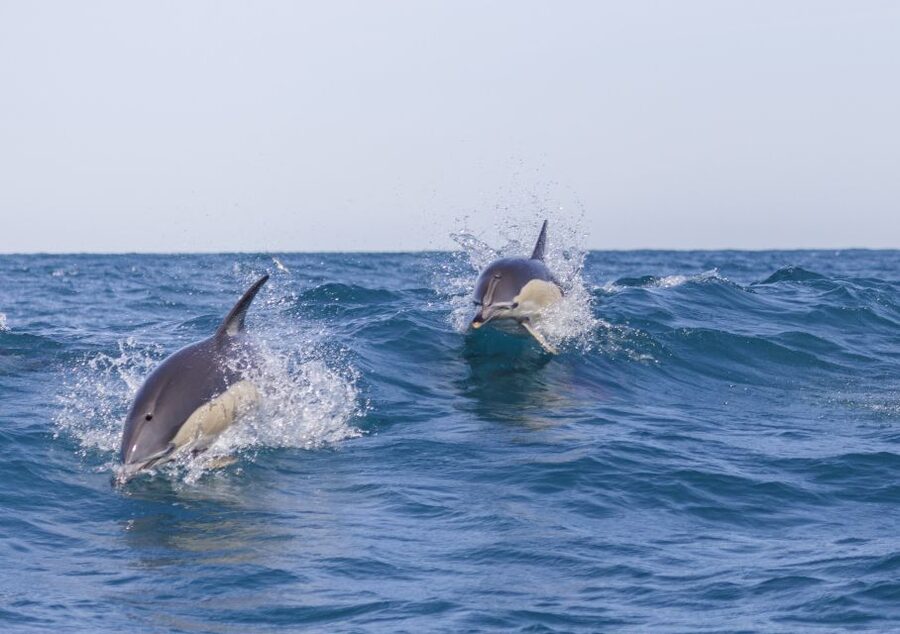 Lisbon: Dolphin Watching with Marine Biologist - Meeting the boat at Doca de Santo Amaro