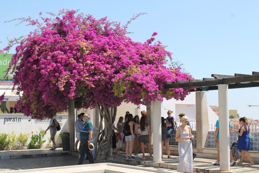 Lisbon: Full-Day Private Walking Sightseeing Tour - São Jorge Castle and the ticket-line advantage