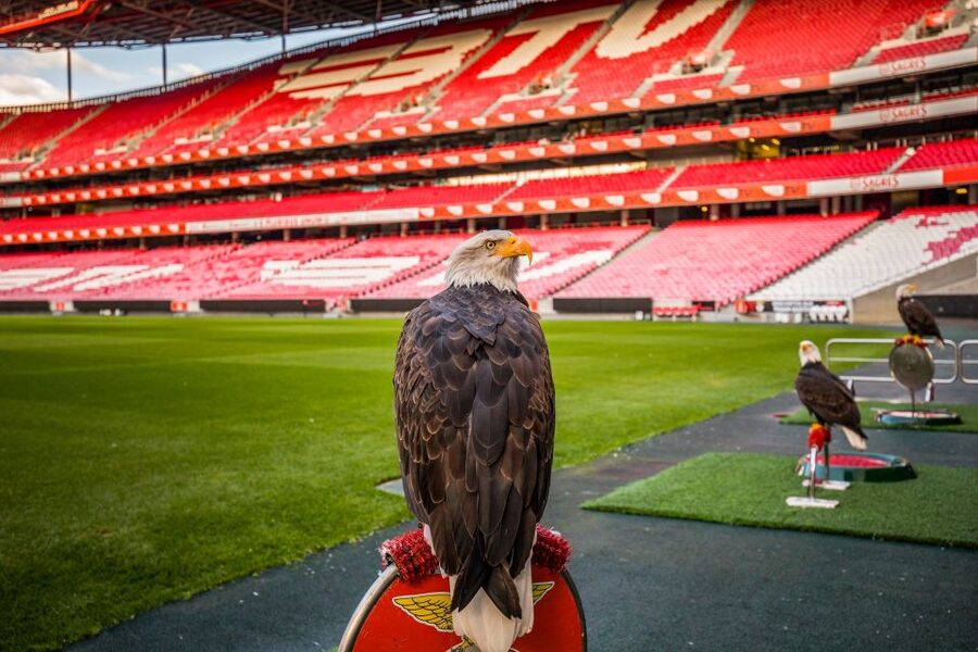 Lisbon: Luz Stadium Tour & SL Benfica Museum Ticket w/Scarf - Who Will Enjoy This Most?