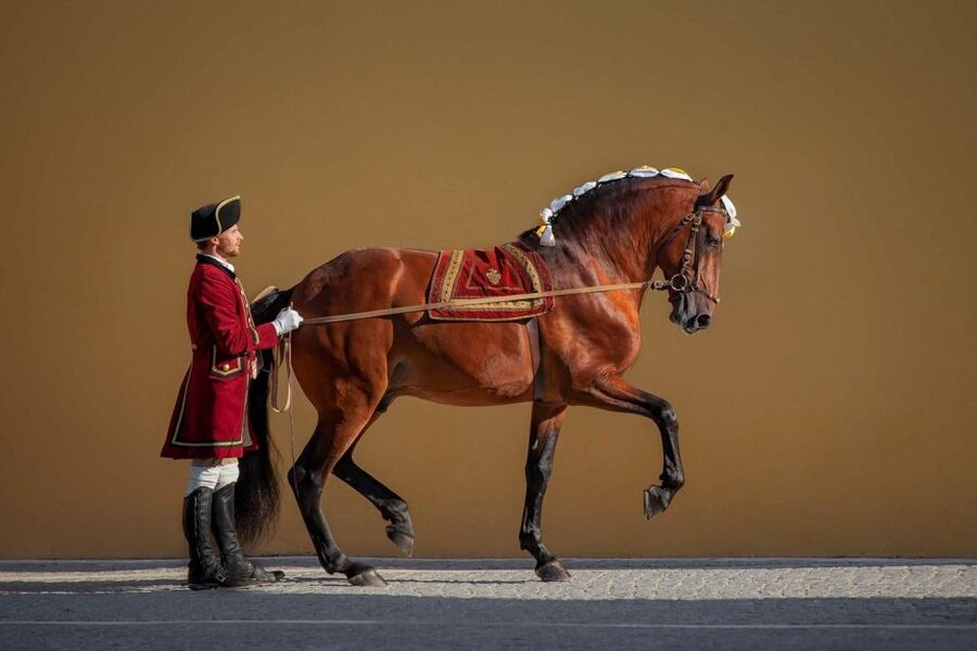 Lisbon: Morning of Equestrian Art with Lusitano Horses - A practical plan for the visit