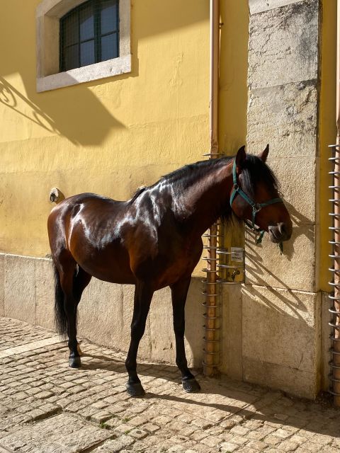 Lisbon: Morning of Equestrian Art with Lusitano Horses - The audio guide is useful, but bring your own equipment