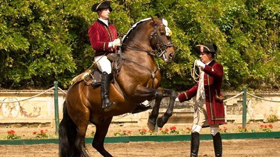 Lisbon: Morning of Equestrian Art with Lusitano Horses - What happens at the Henrique Calado Riding Ring
