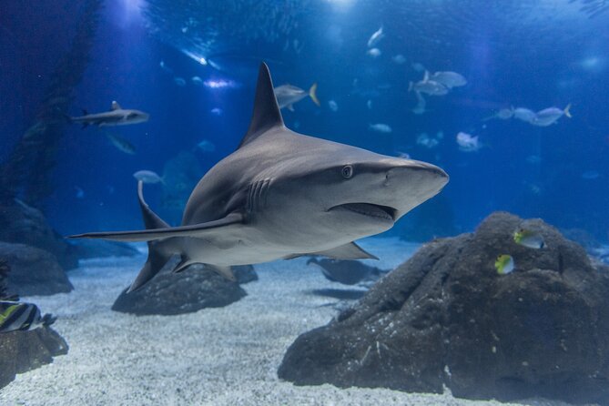 Lisbon Oceanario: Aquarium Entrance Ticket - How much time should you allow?