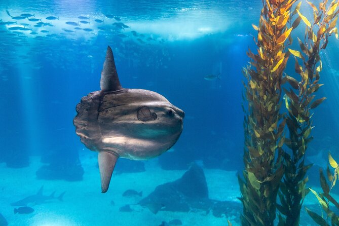 Lisbon Oceanario: Aquarium Entrance Ticket - Getting there and planning your visit