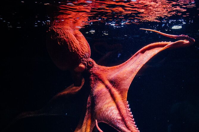 Lisbon Oceanario: Aquarium Entrance Ticket - Food, facilities, and small practical details