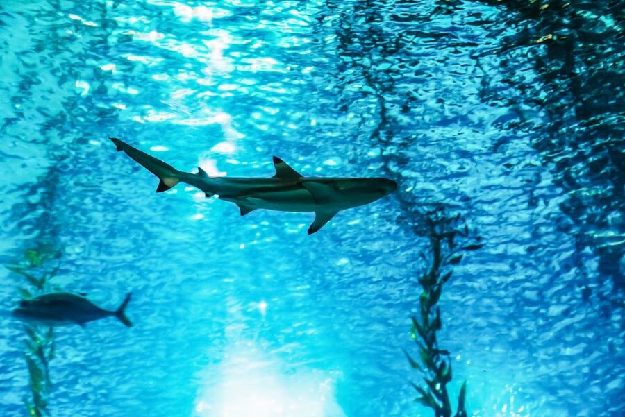 Lisbon: Oceanário de Lisboa Entrance Ticket - Key points to know before you go