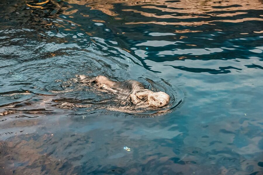 Lisbon: Oceanário de Lisboa Entrance Ticket - Why the central aquarium deserves your time