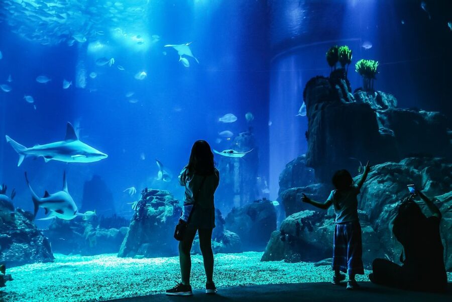 Lisbon: Oceanário de Lisboa Entrance Ticket - Sharks, rays, otters, and penguins