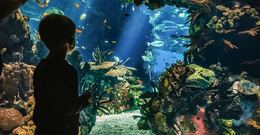 Lisbon: Oceanário de Lisboa Entrance Ticket - Choosing the right time to visit