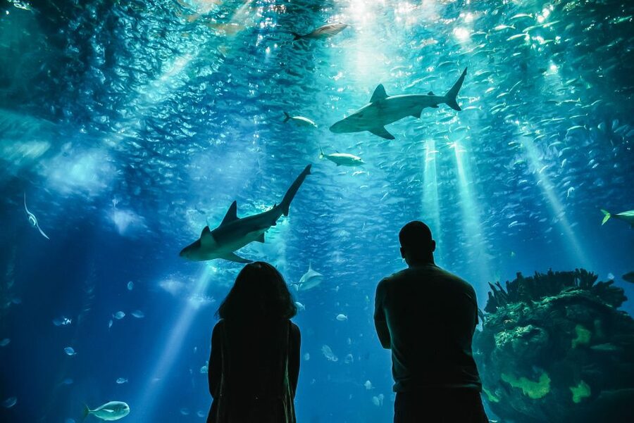 Lisbon: Oceanário de Lisboa Entrance Ticket - Is the $29 ticket good value?