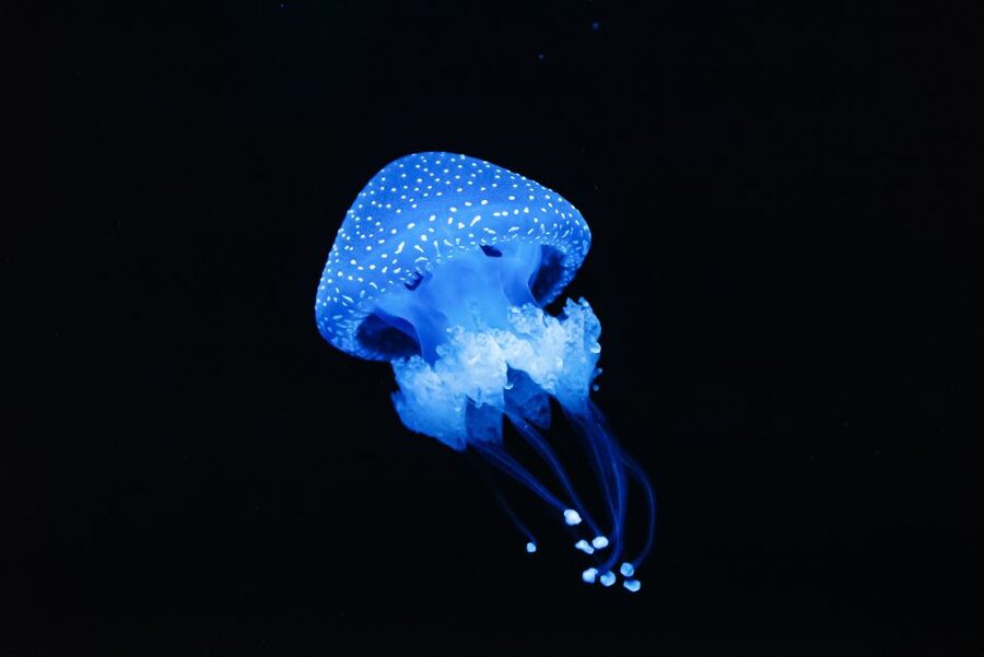Lisbon: Oceanário de Lisboa Entrance Ticket - Should you add a guided tour?