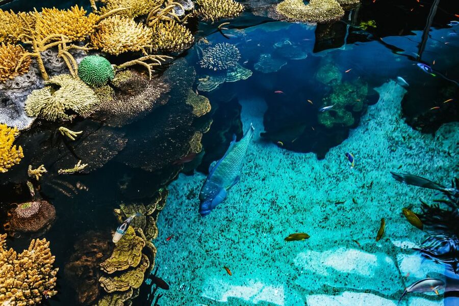 Lisbon: Oceanário de Lisboa Entrance Ticket - Four ocean regions in one building