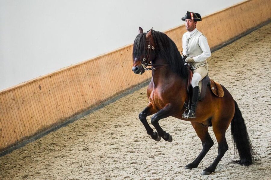 Lisbon: Portuguese Riding School Trainig with Lusitano Horse - Key points to know before you go
