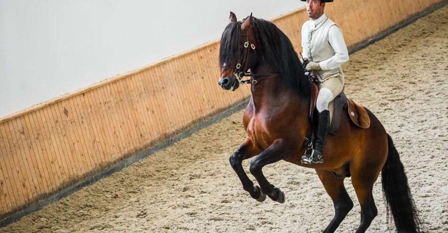 Lisbon: Portuguese Riding School Trainig with Lusitano Horse - Should you book the Portuguese Riding School training?