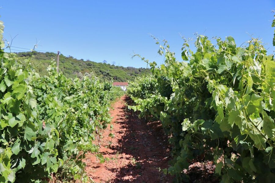 Lisbon Private Setúbal Region Wine Tasting Tour - Guides, languages, and the private format