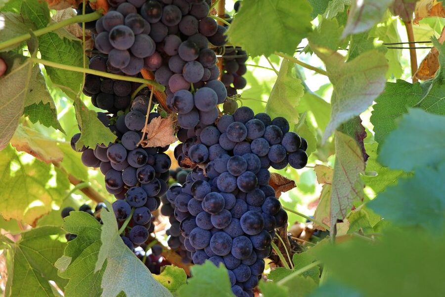 Lisbon Private Setúbal Region Wine Tasting Tour - Quinta do Alcube and the agricultural side