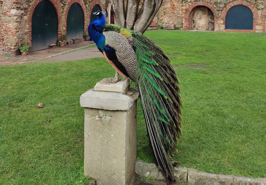 Lisbon: Saint George's Castle Entry Ticket and Guided Visit - Key points to know before booking