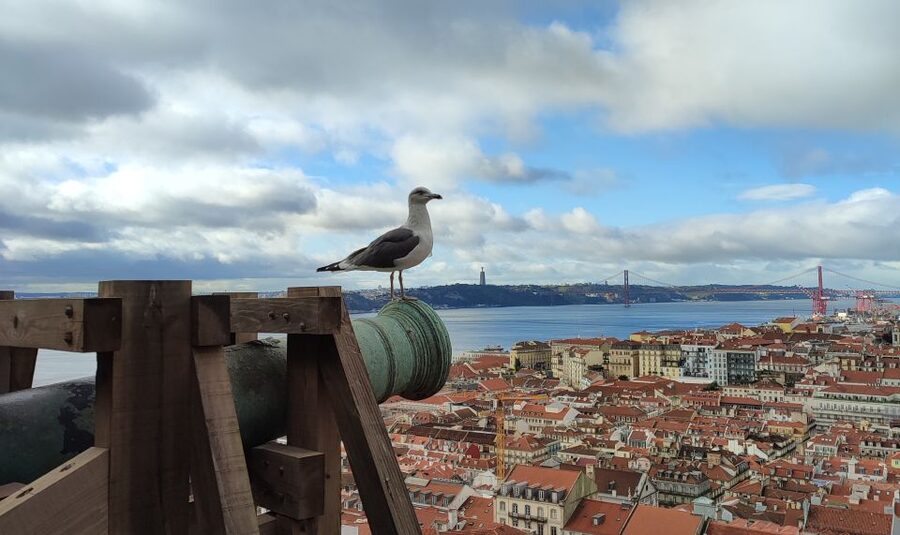Lisbon: Saint George's Castle Entry Ticket and Guided Visit - What the 1.5-hour castle visit covers