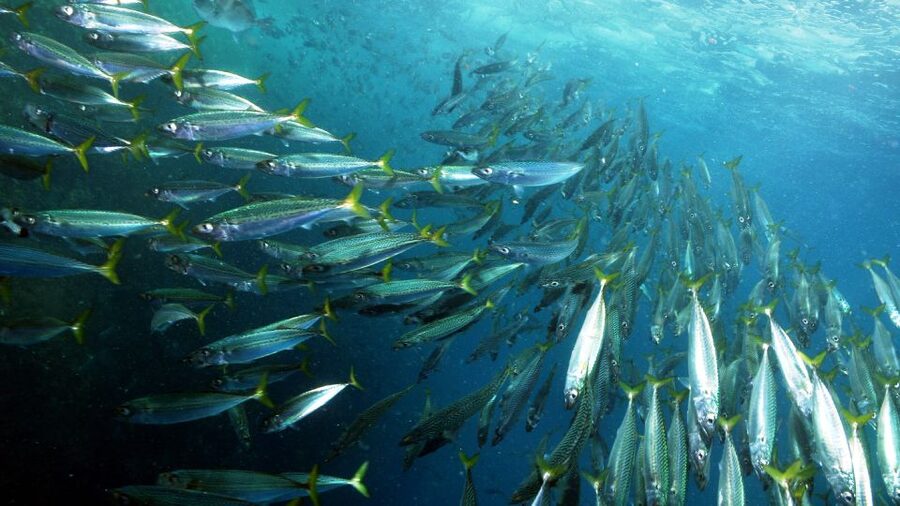 Lisbon: Snorkelling in Sesimbra/Arrábida Natural Park - What you may see below the surface