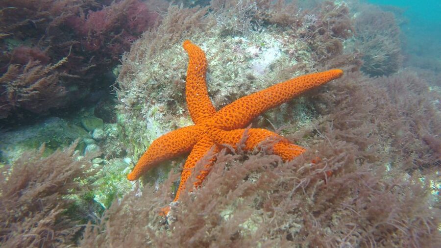 Lisbon: Snorkelling in Sesimbra/Arrábida Natural Park - Guides who make beginners feel at ease