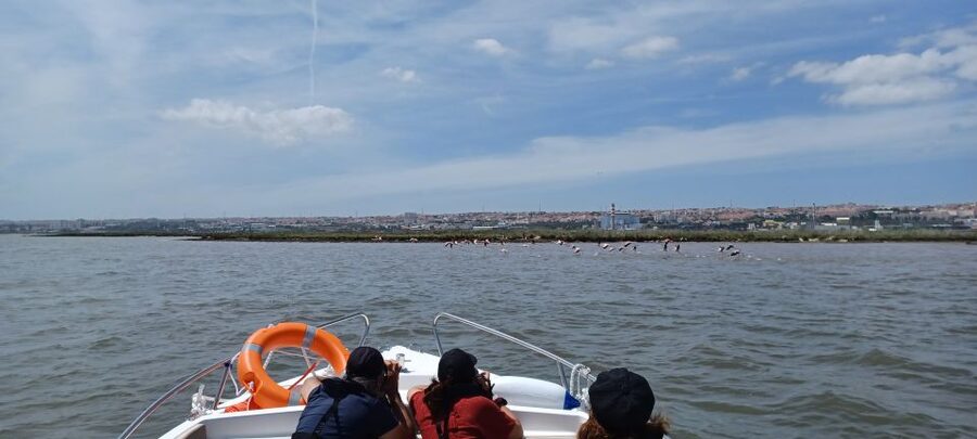 Lisbon: Tagus Estuary Nature Reserve Birdwatching Boat Tour - Why the Tagus Estuary feels far from Lisbon