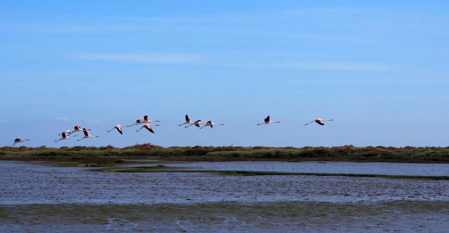 Lisbon: Tagus Estuary Nature Reserve Birdwatching Boat Tour - The first cruise past Lisbon’s waterfront