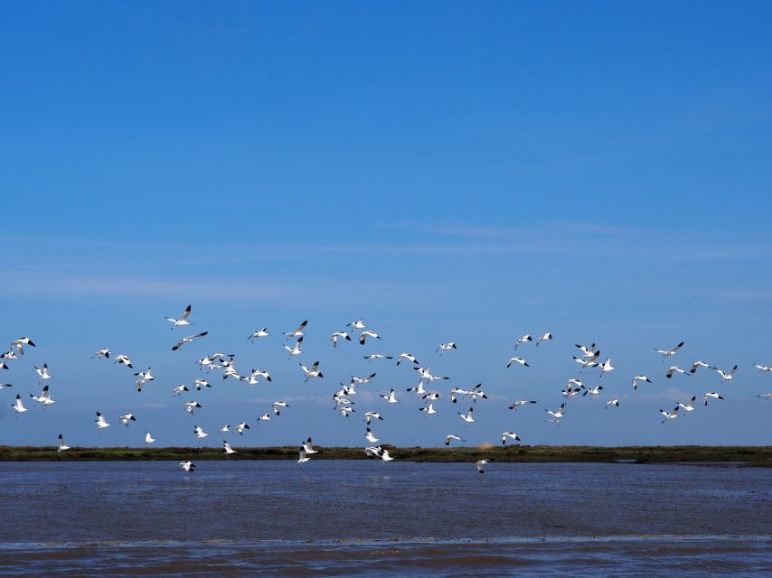 Lisbon: Tagus Estuary Nature Reserve Birdwatching Boat Tour - Mouchao da Povoa and the return route